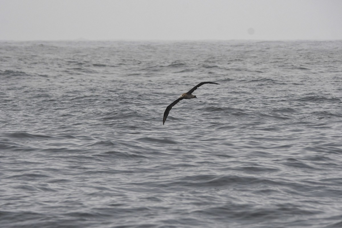 Albatros à pieds noirs - ML620972801