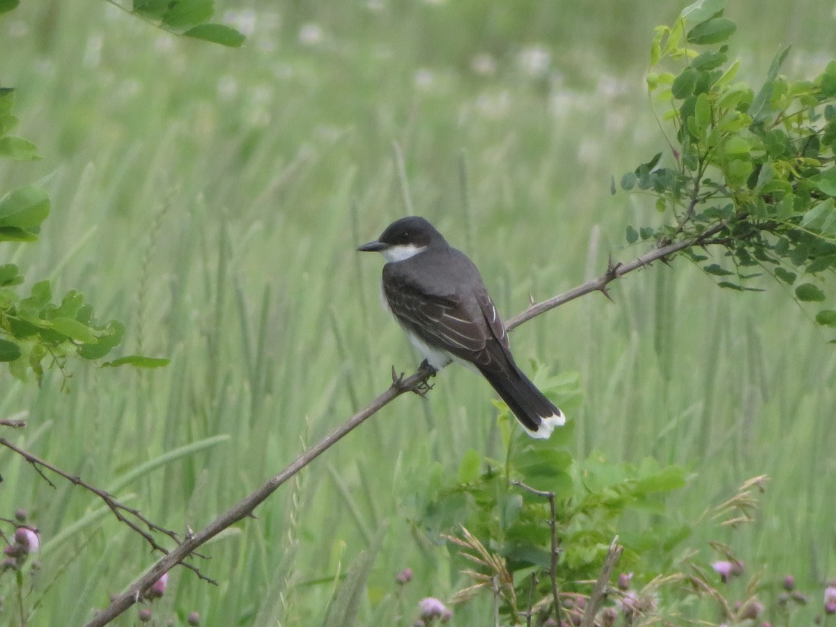 Eastern Kingbird - ML62097281