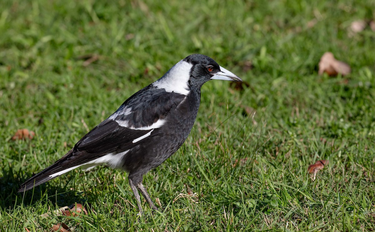 Australian Magpie (Black-backed) - ML620972827