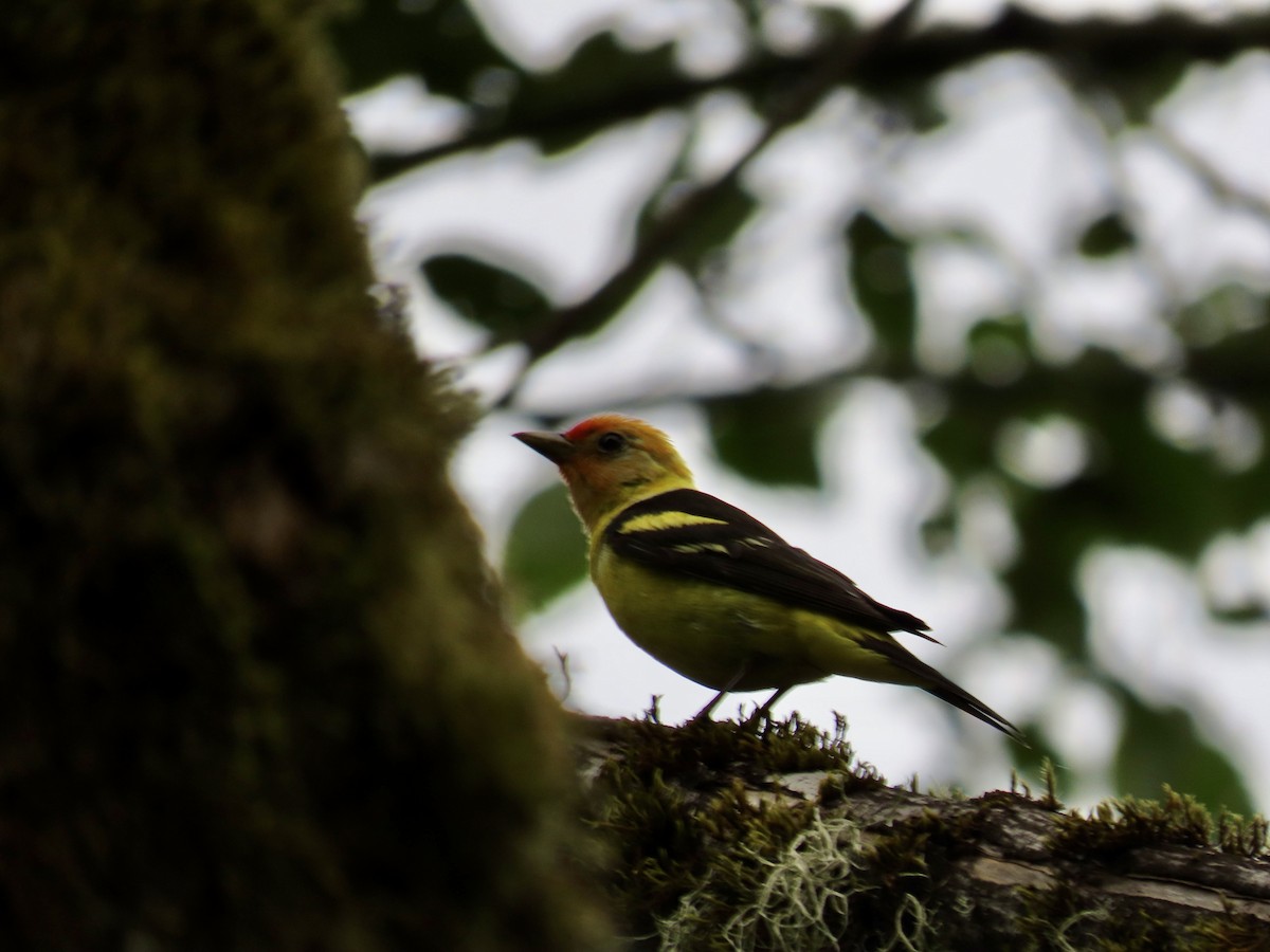 Western Tanager - ML620972832