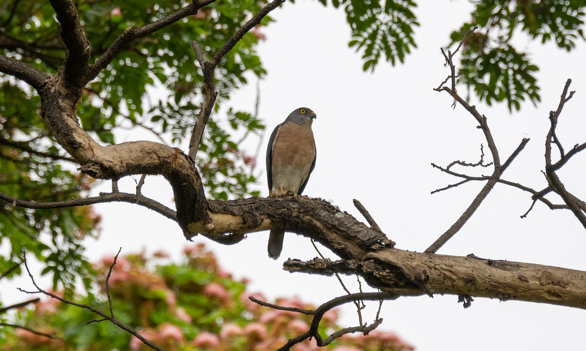 Chinese Sparrowhawk - ML620972837