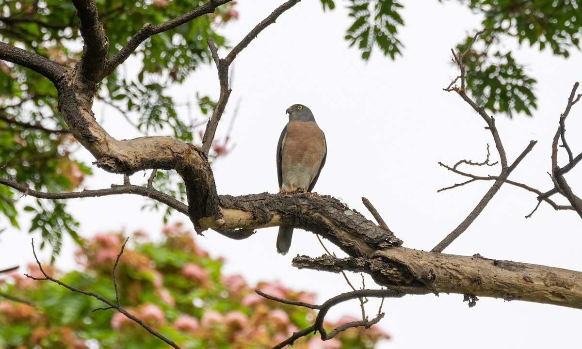 Chinese Sparrowhawk - ML620972841