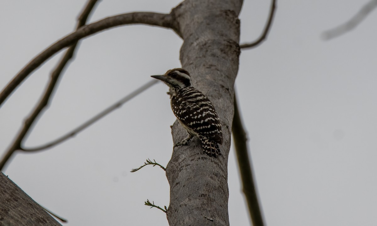 Philippine Pygmy Woodpecker - ML620972850