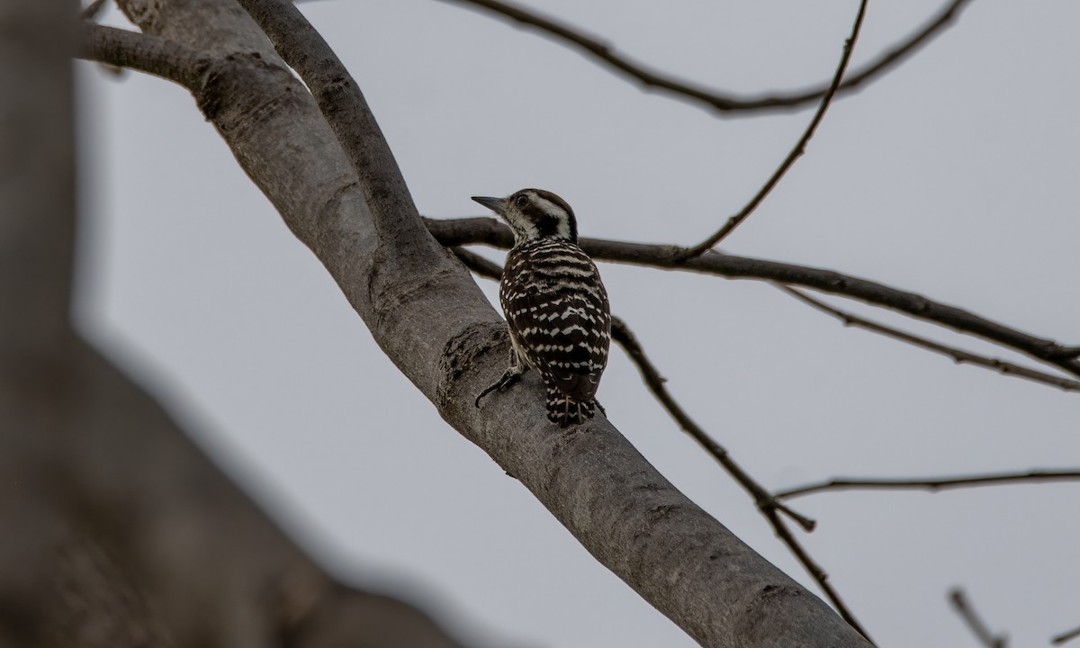 Philippine Pygmy Woodpecker - ML620972851