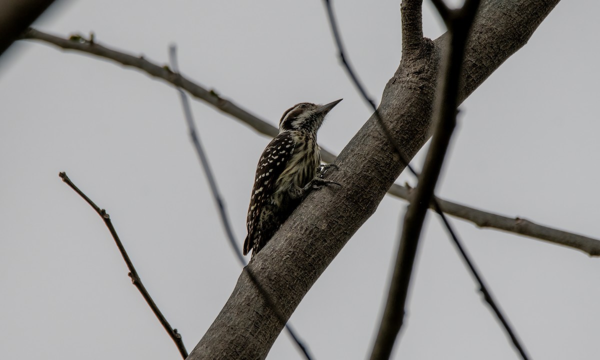 Philippine Pygmy Woodpecker - ML620972853