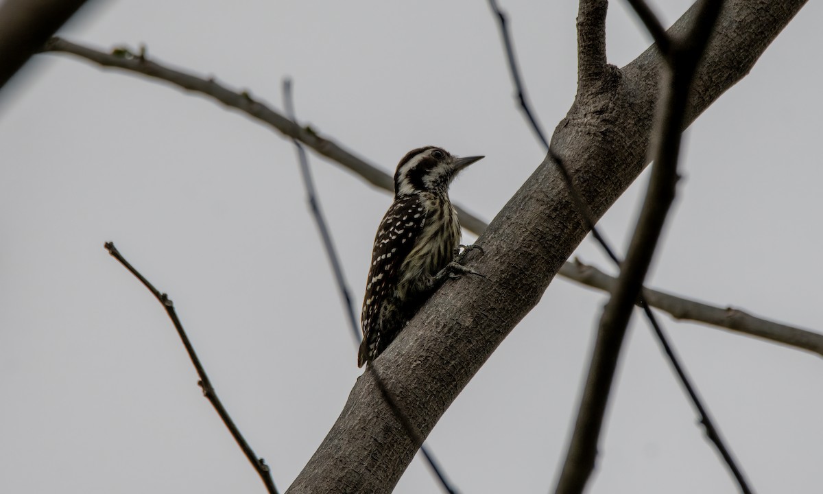 Philippine Pygmy Woodpecker - ML620972854