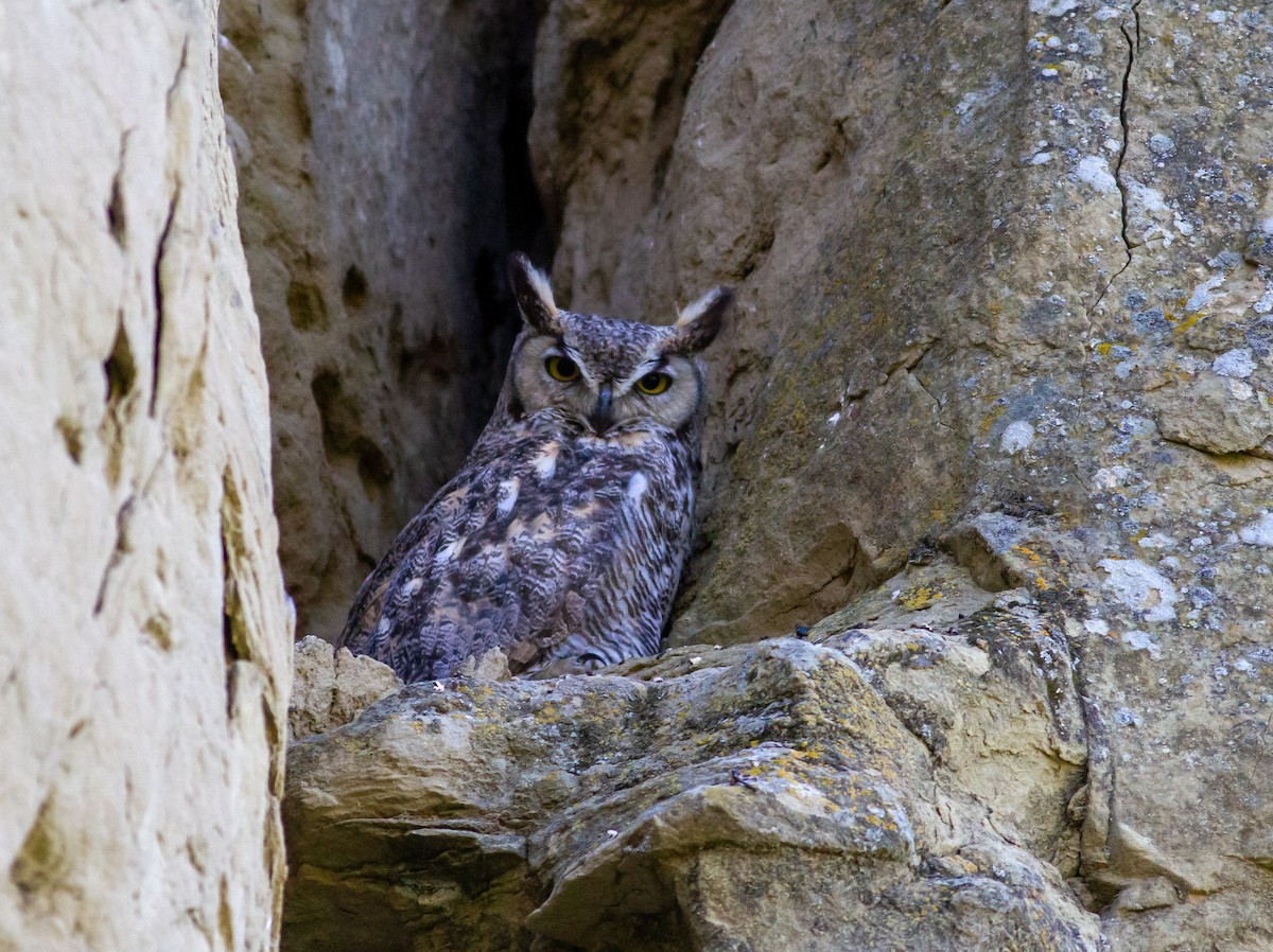 Great Horned Owl - ML620972855