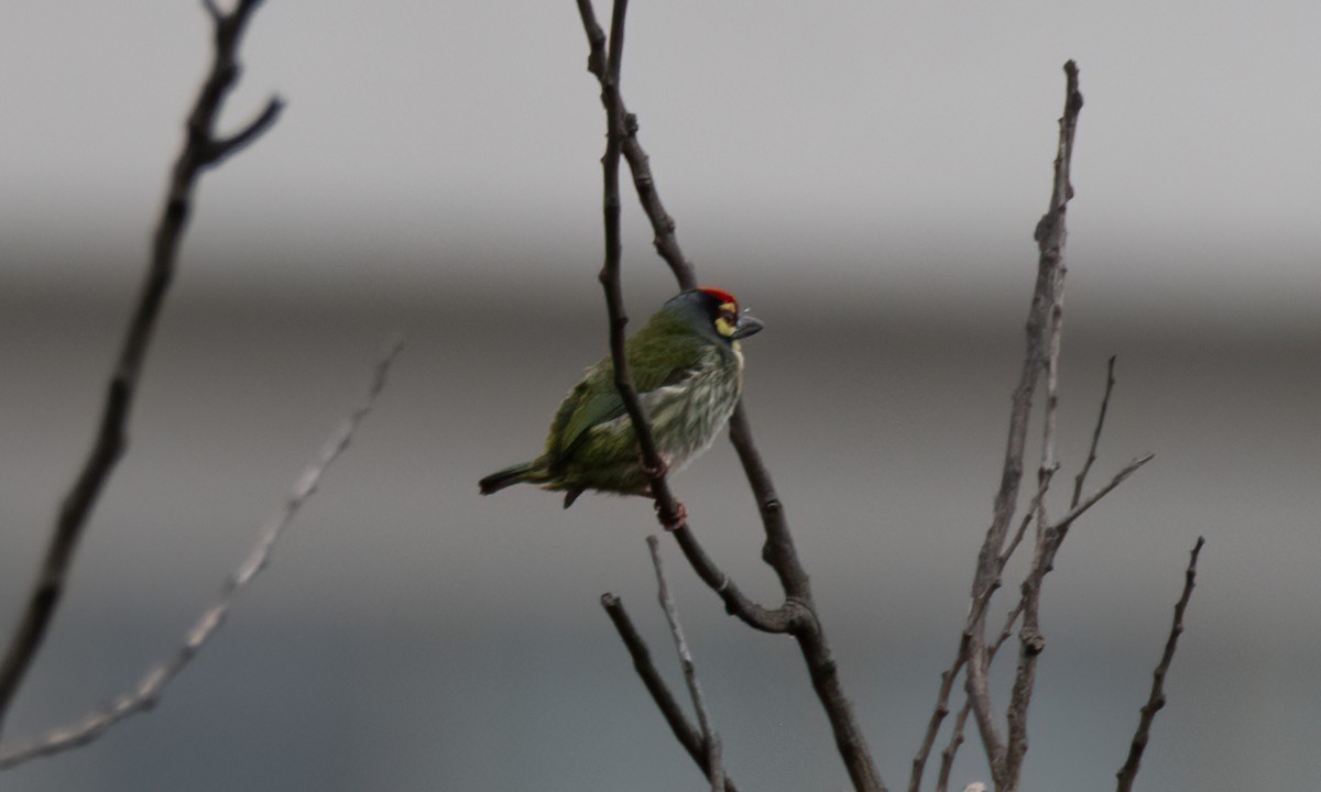 Coppersmith Barbet (Philippine Yellow-faced) - ML620972856