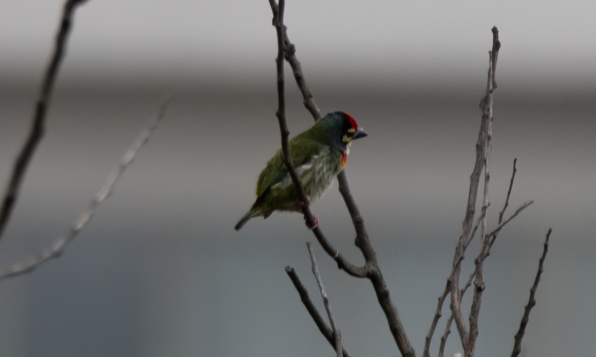 Coppersmith Barbet (Philippine Yellow-faced) - ML620972857