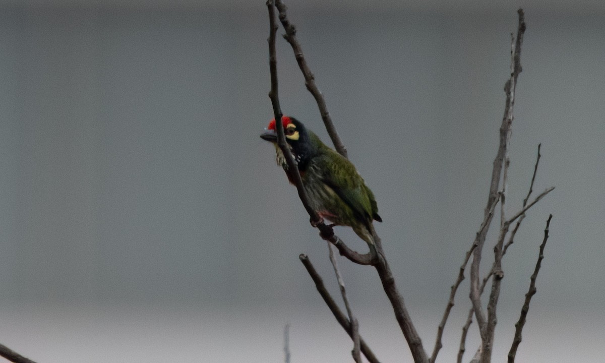 Coppersmith Barbet (Philippine Yellow-faced) - ML620972858