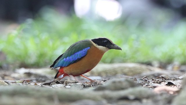 blåvingepitta - ML620972896