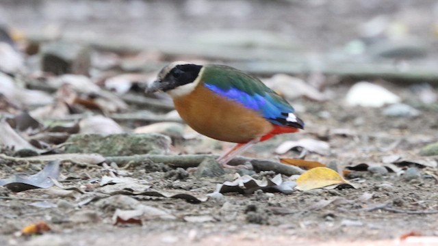 blåvingepitta - ML620972898