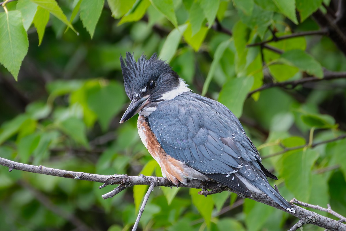 Belted Kingfisher - ML620972914