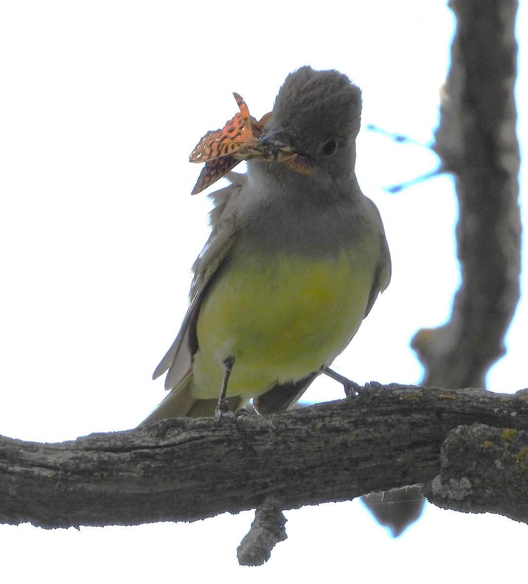 Great Crested Flycatcher - ML620972956