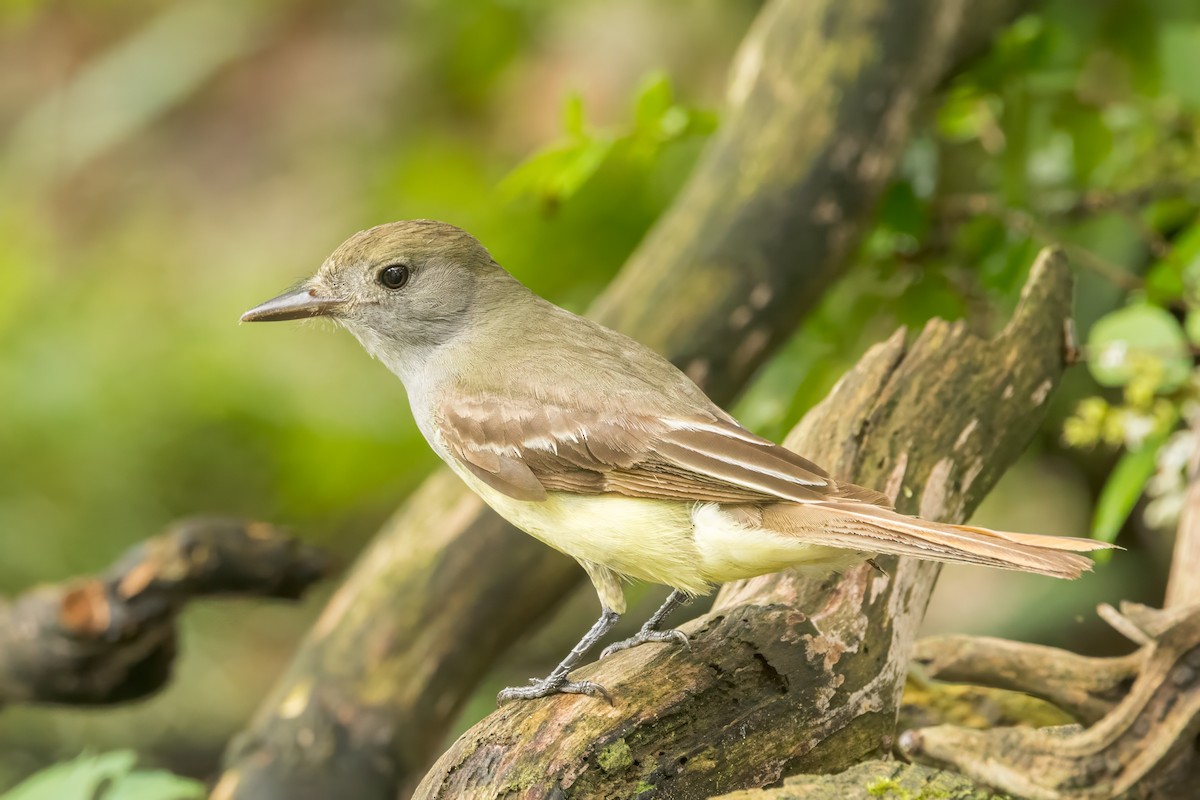 Great Crested Flycatcher - ML620972961