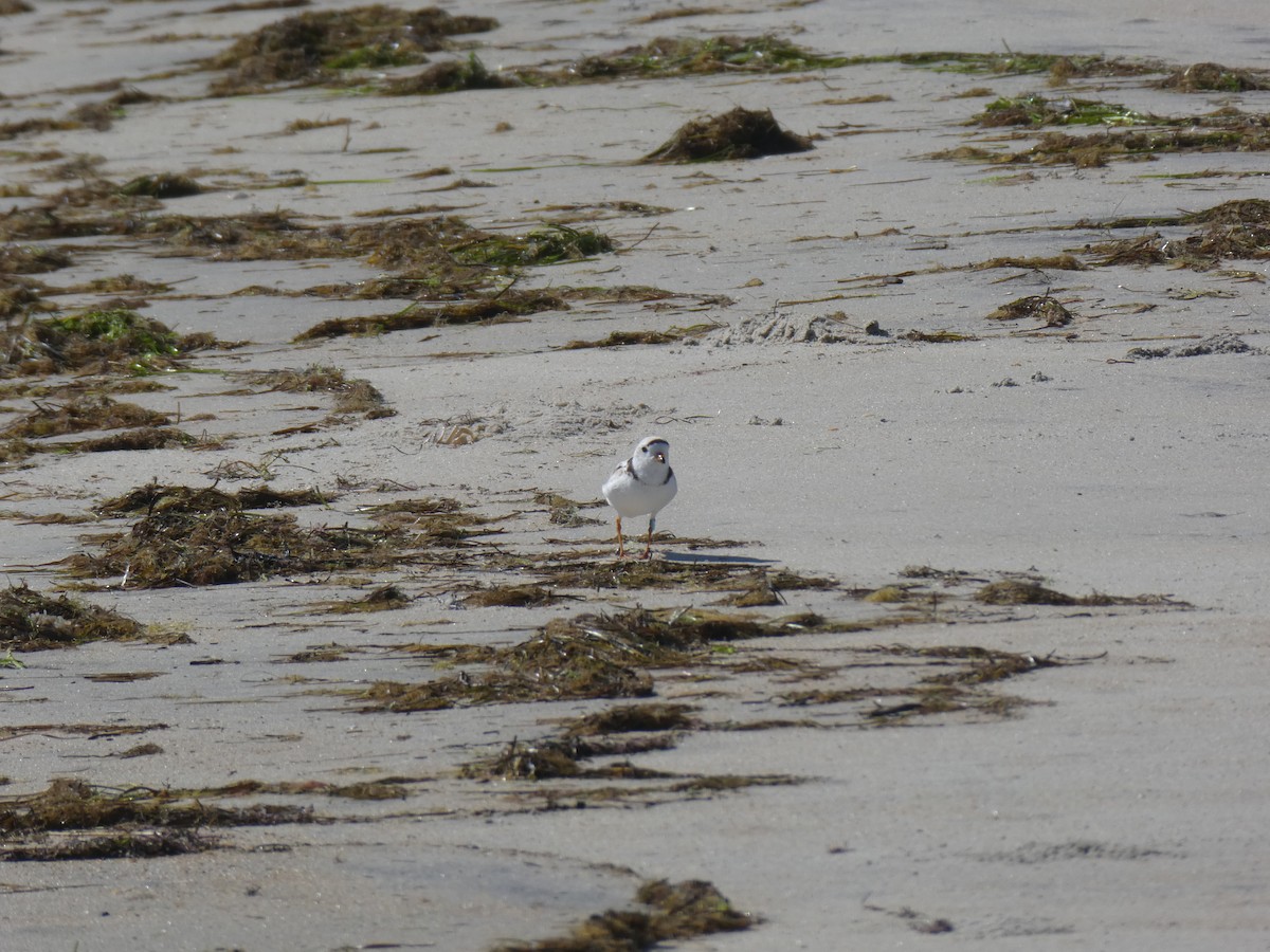 Piping Plover - ML620972984