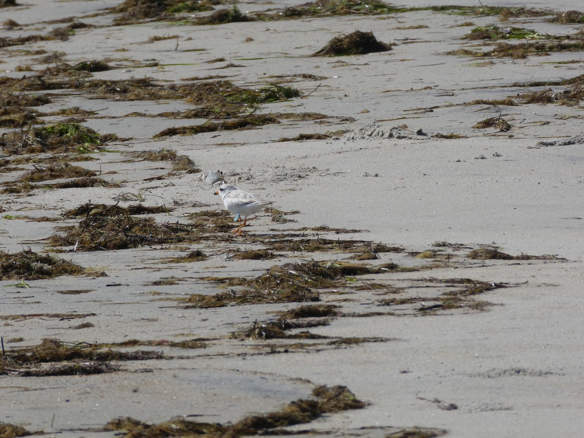 Piping Plover - ML620972990