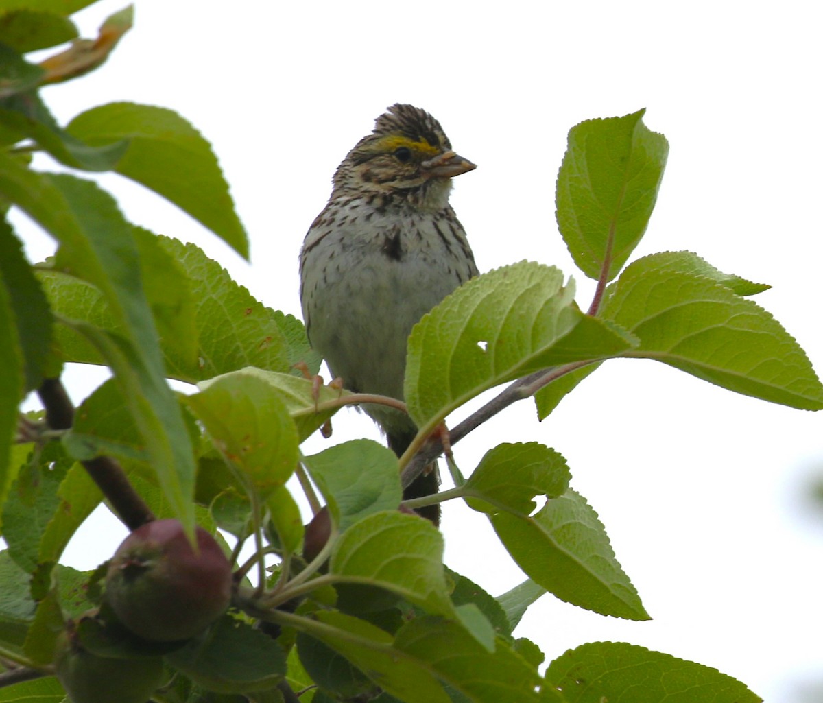 Savannah Sparrow - ML620973010