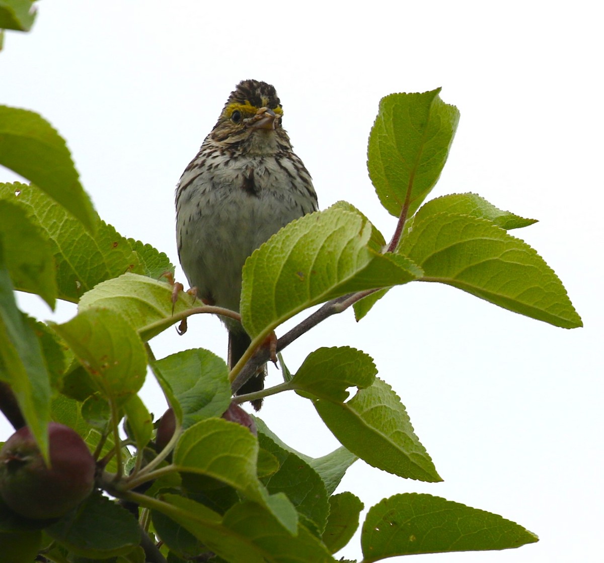 Savannah Sparrow - ML620973014