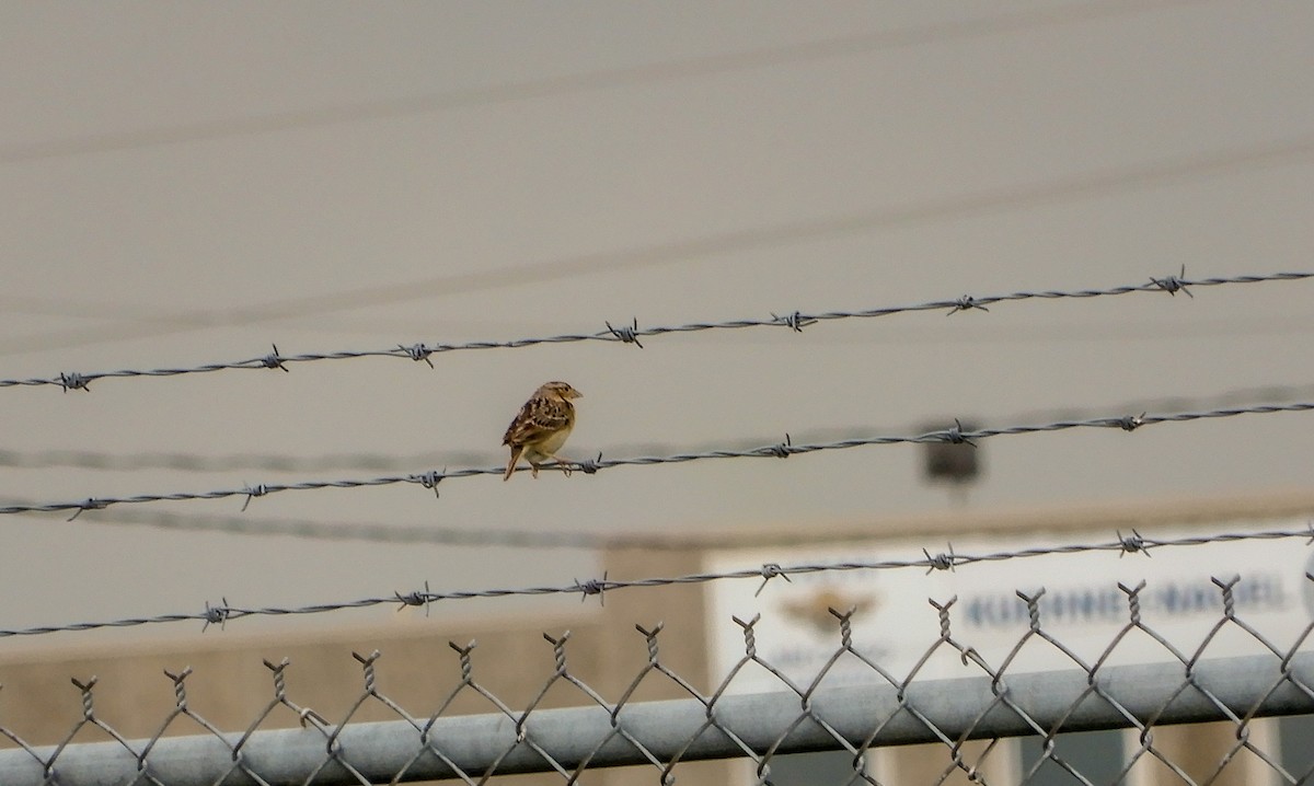 Grasshopper Sparrow - ML620973031