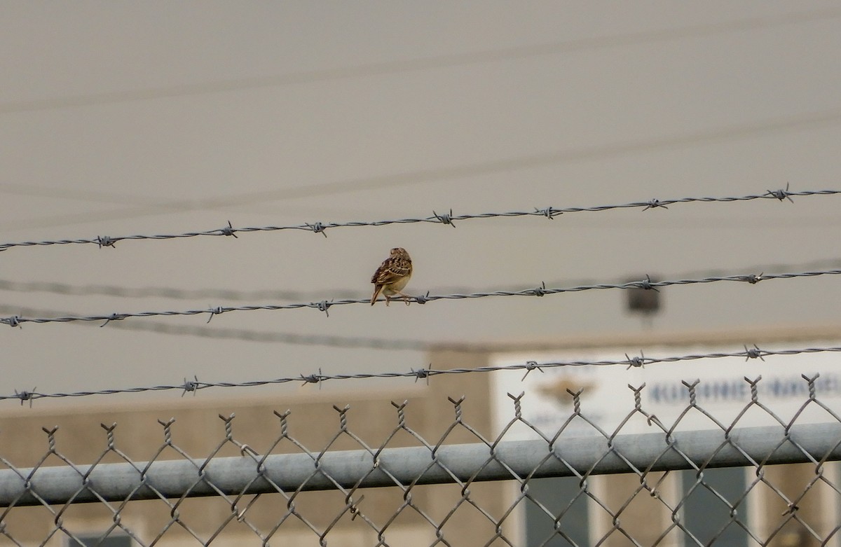 Grasshopper Sparrow - ML620973032