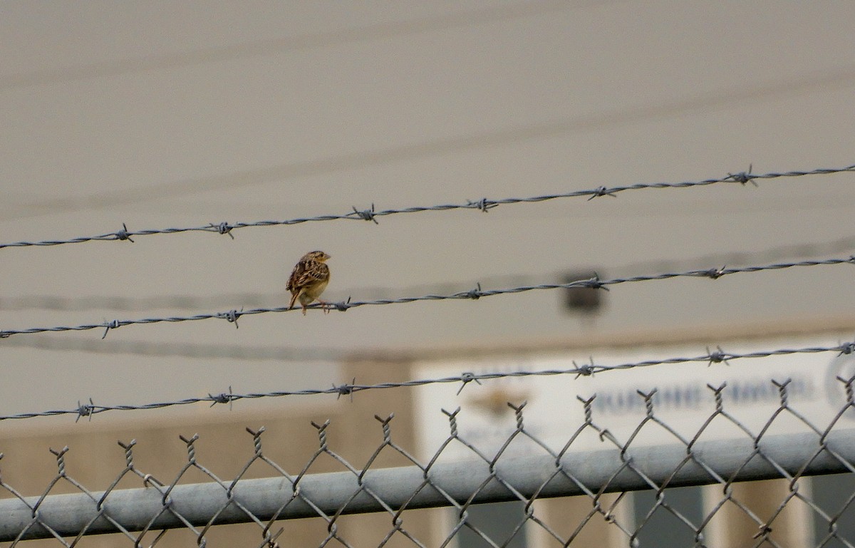 Grasshopper Sparrow - ML620973033
