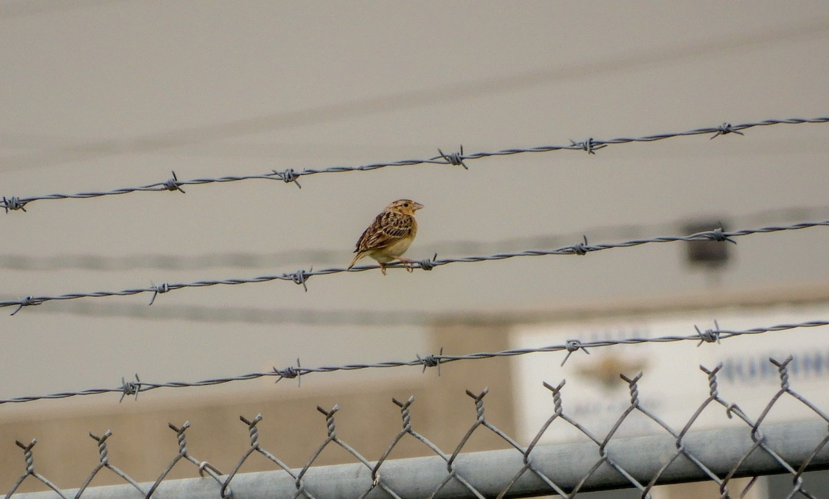 Grasshopper Sparrow - ML620973034