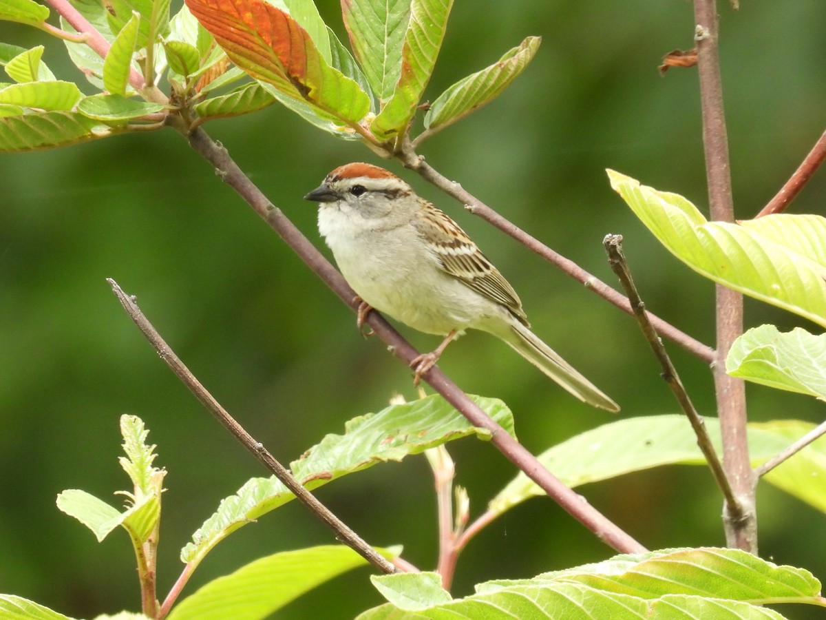 Chipping Sparrow - ML620973043