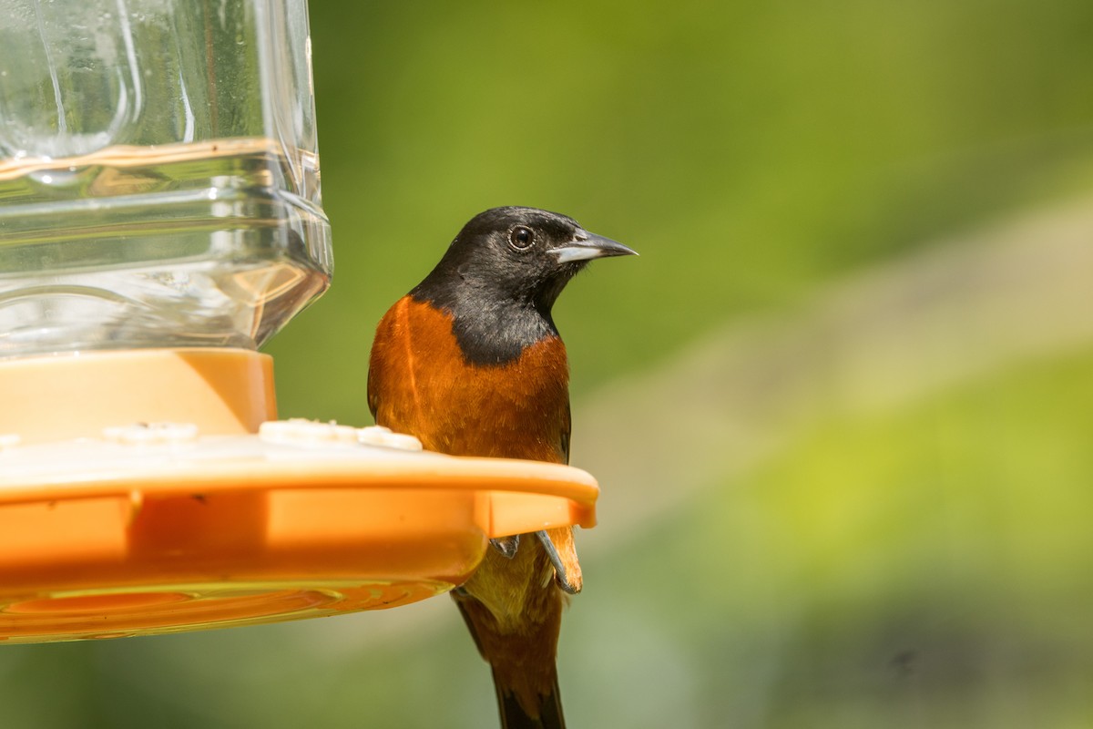 Orchard Oriole - ML620973062