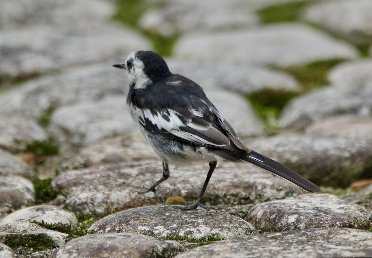 White Wagtail - 嘉欣 刘