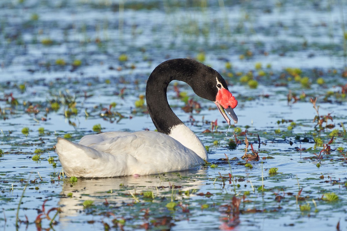 Black-necked Swan - ML620973136