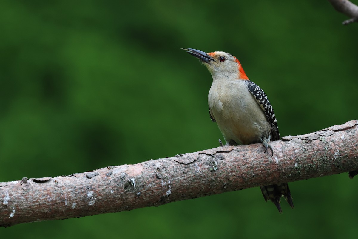 Red-bellied Woodpecker - ML620973206