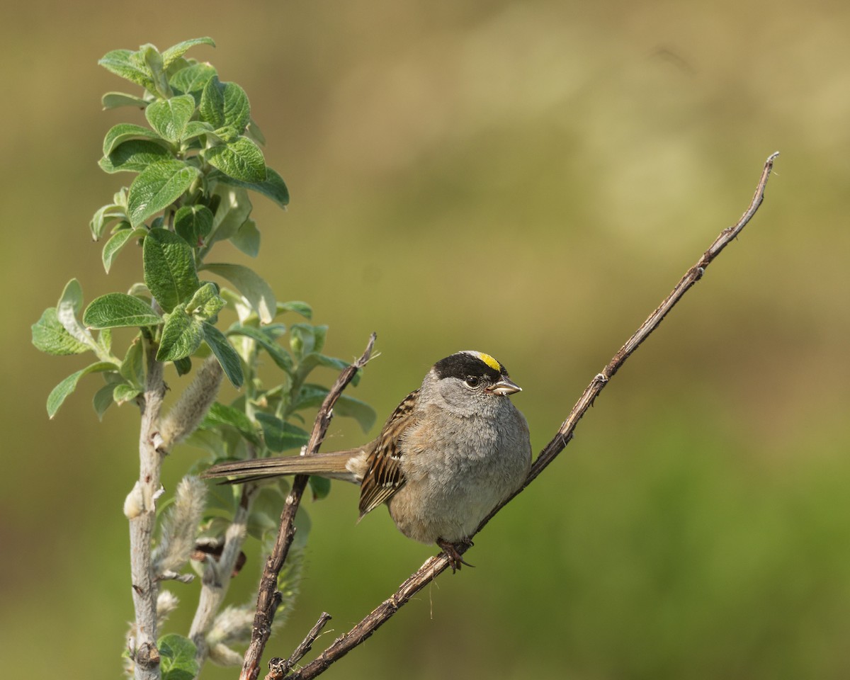 Golden-crowned Sparrow - ML620973271