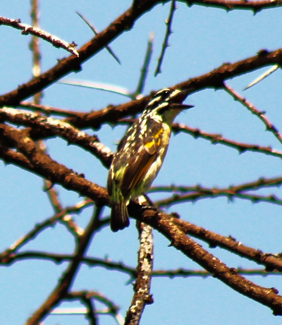 Red-fronted Tinkerbird - ML620973288