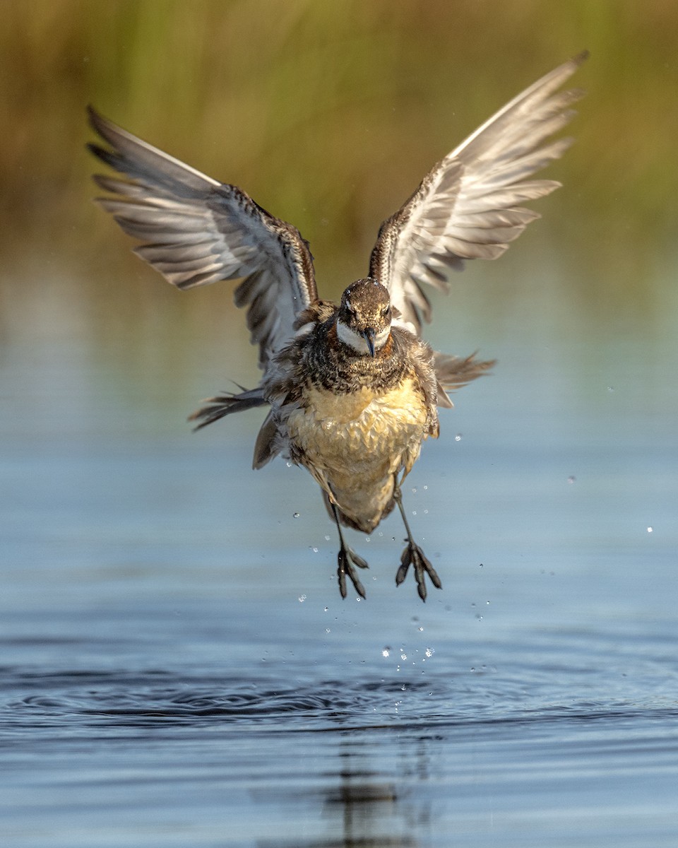 Red-necked Phalarope - ML620973298