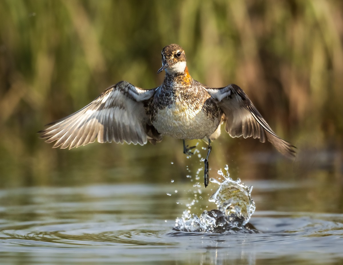 Red-necked Phalarope - ML620973299