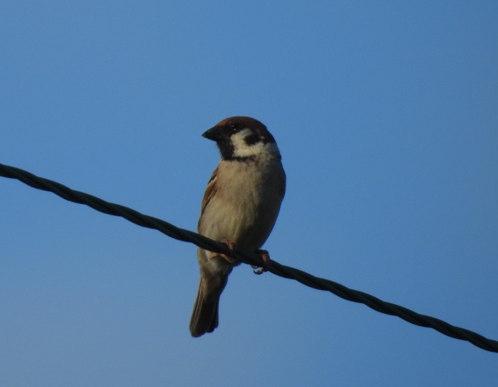 Eurasian Tree Sparrow - ML620973355
