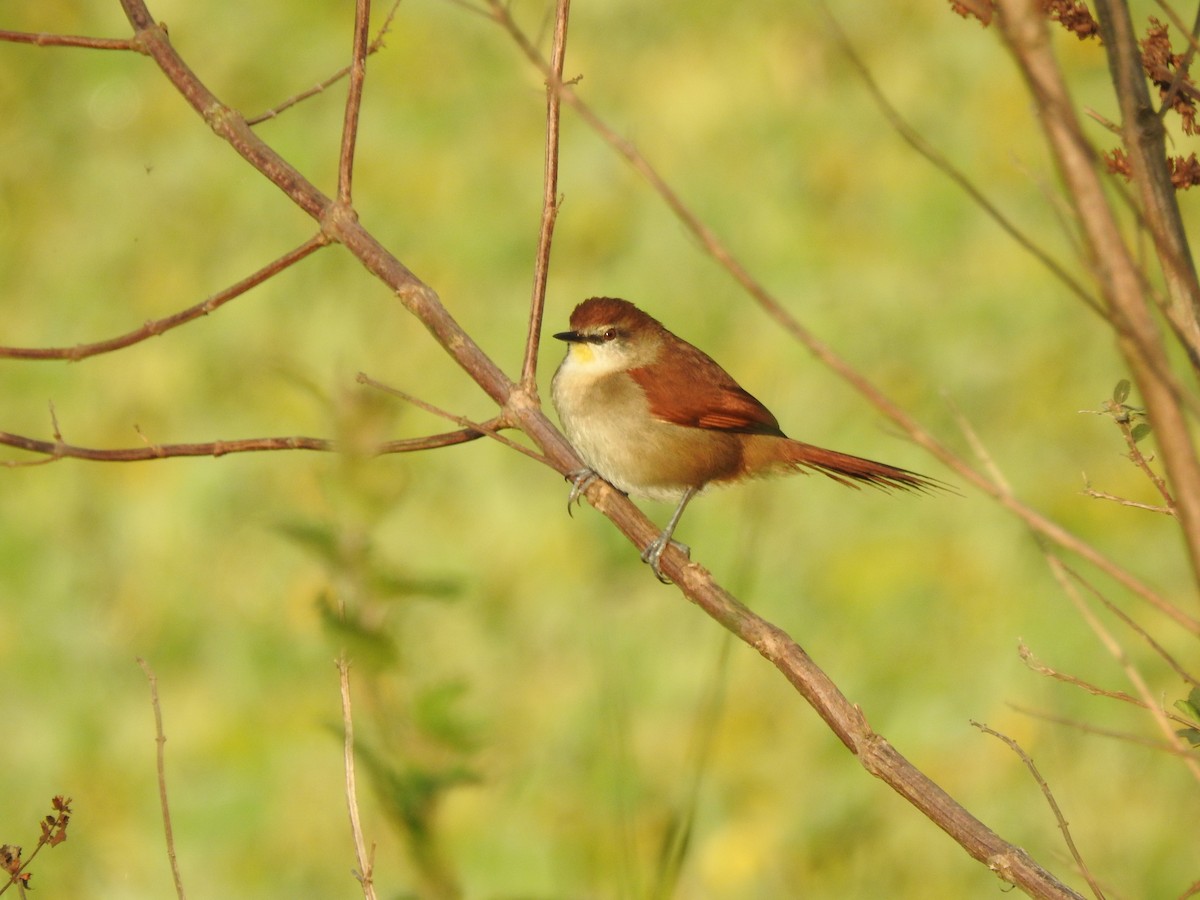 Yellow-chinned Spinetail - ML620973379