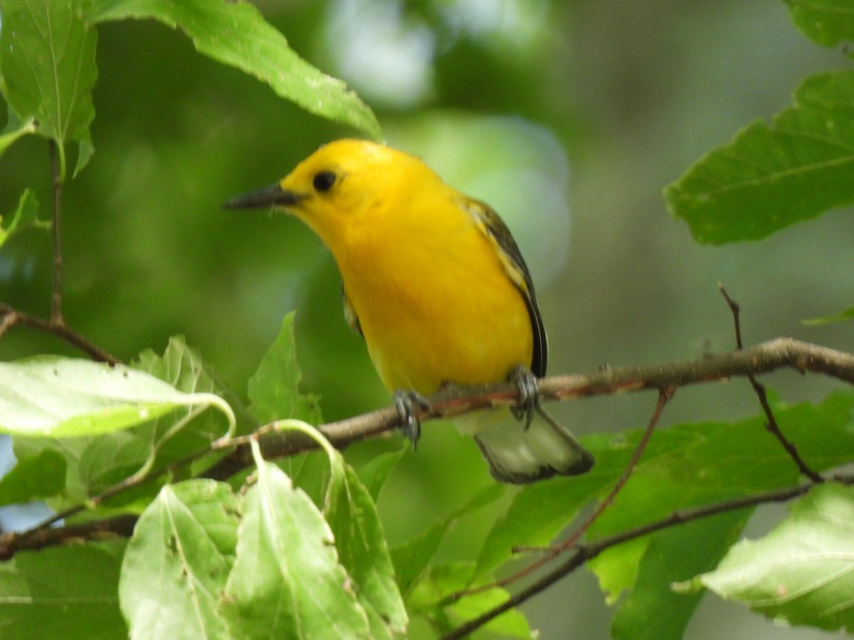 Prothonotary Warbler - ML620973410