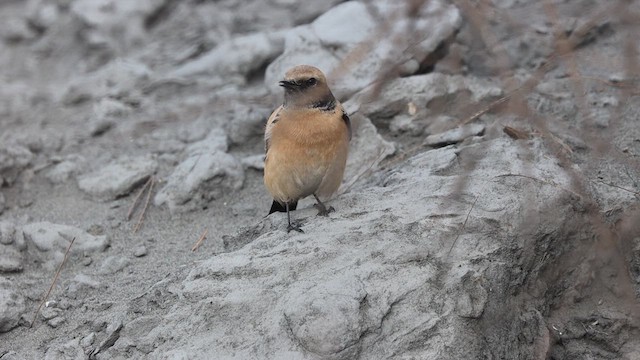 Desert Wheatear - ML620973415