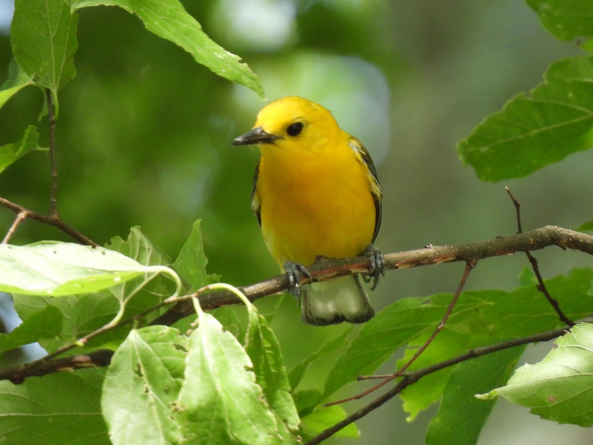 Prothonotary Warbler - ML620973418