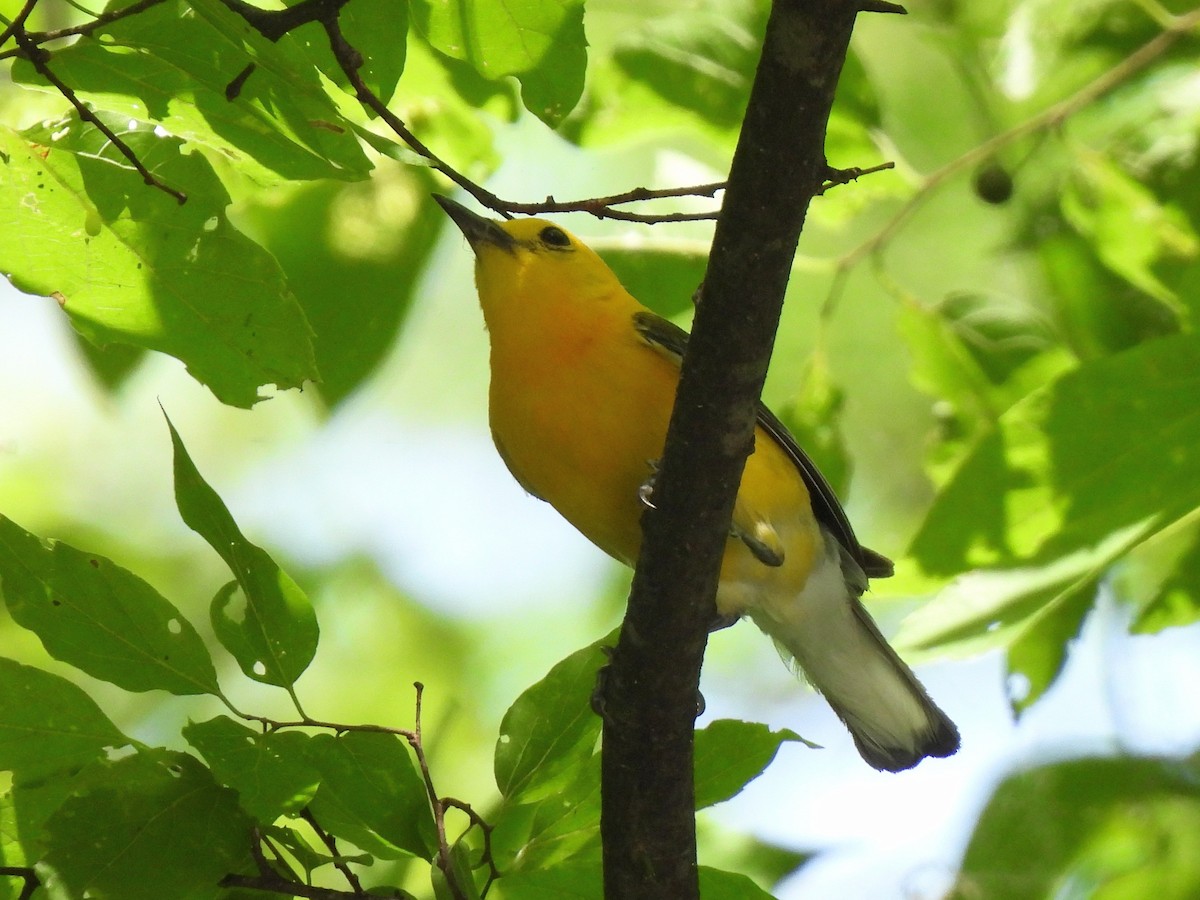 Prothonotary Warbler - Ed Daniels