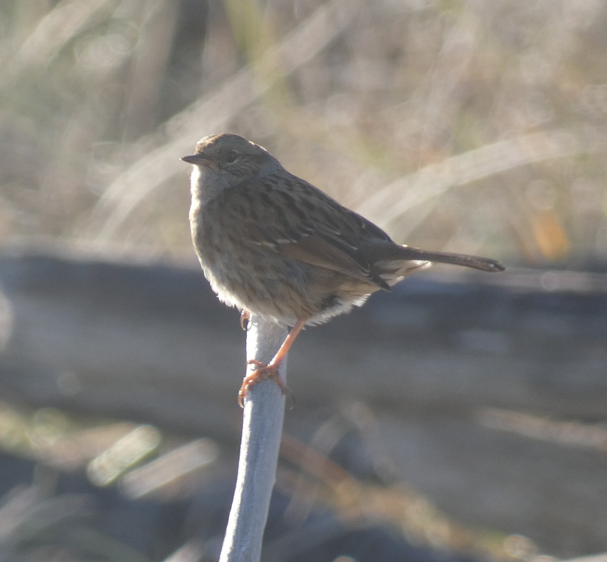 Dunnock - ML620973459