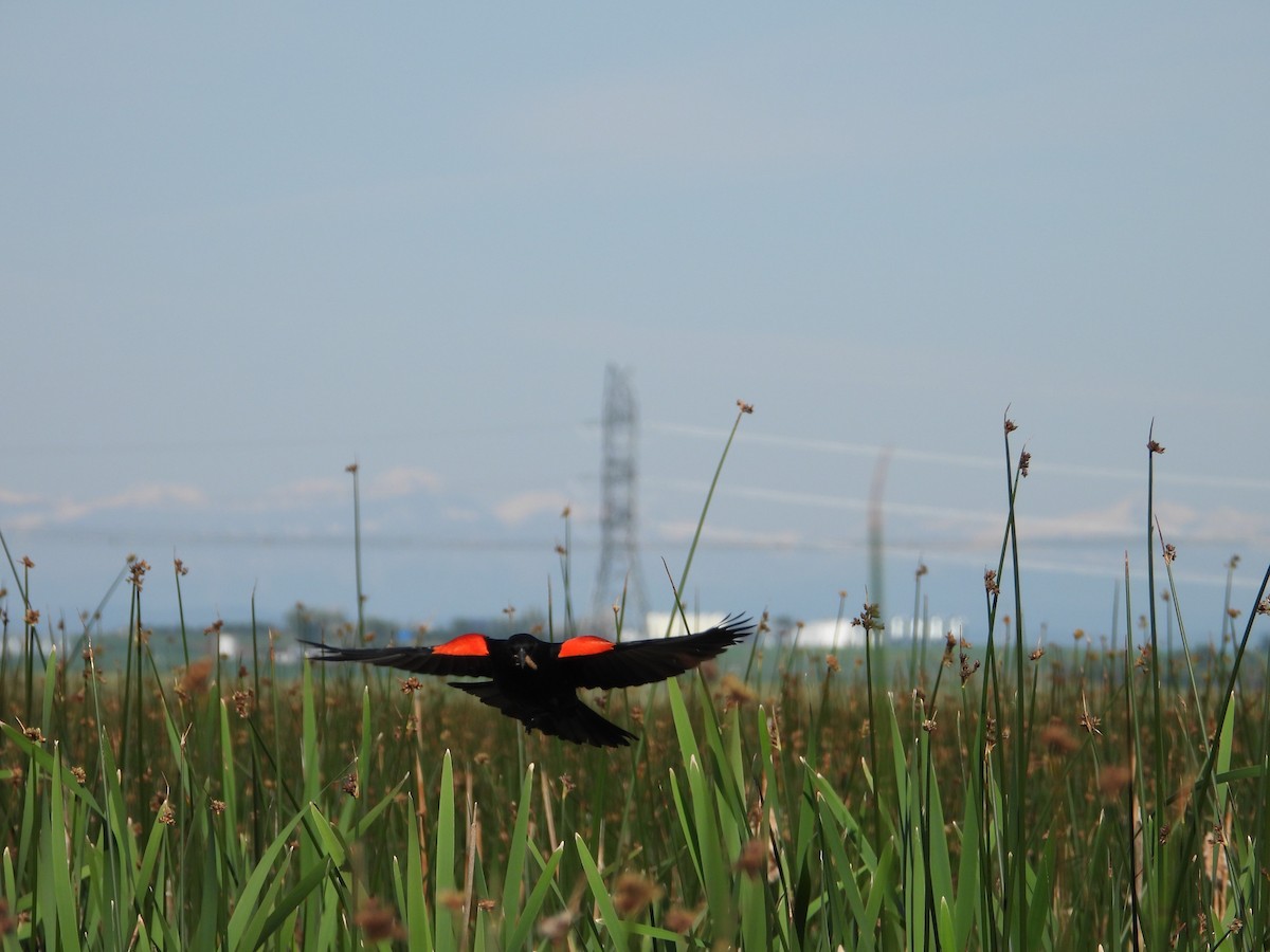 Red-winged Blackbird - ML620973477