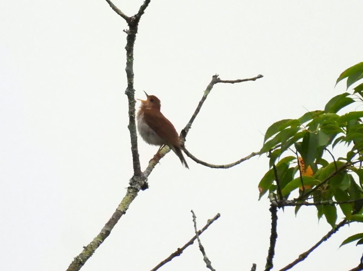 Veery - ML620973521