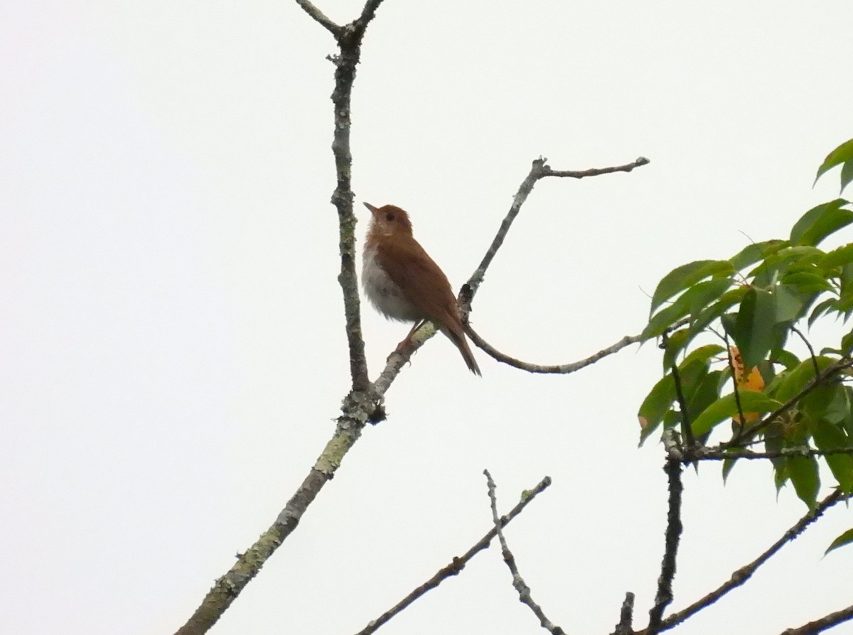 Veery - ML620973522