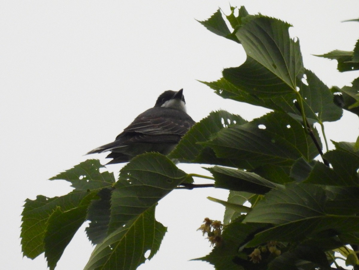 Eastern Kingbird - ML620973526