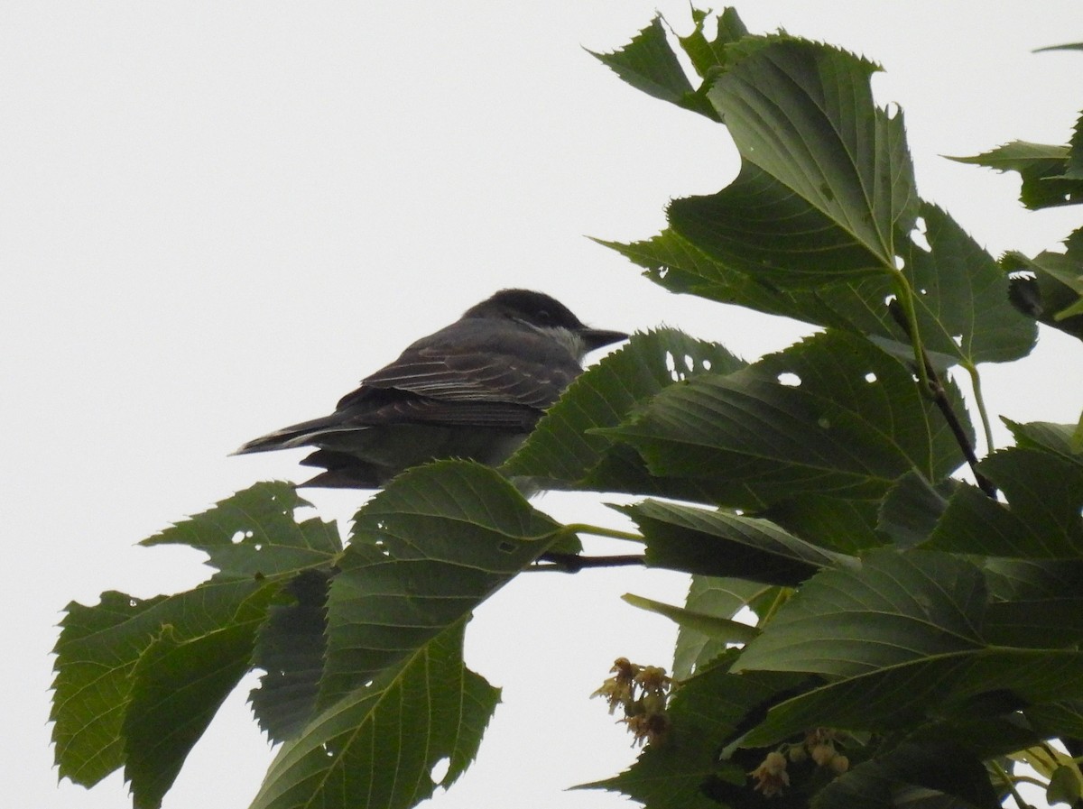 Eastern Kingbird - ML620973527