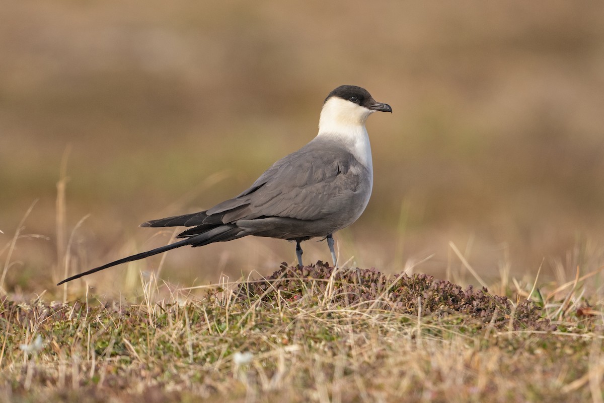 Long-tailed Jaeger - ML620973576