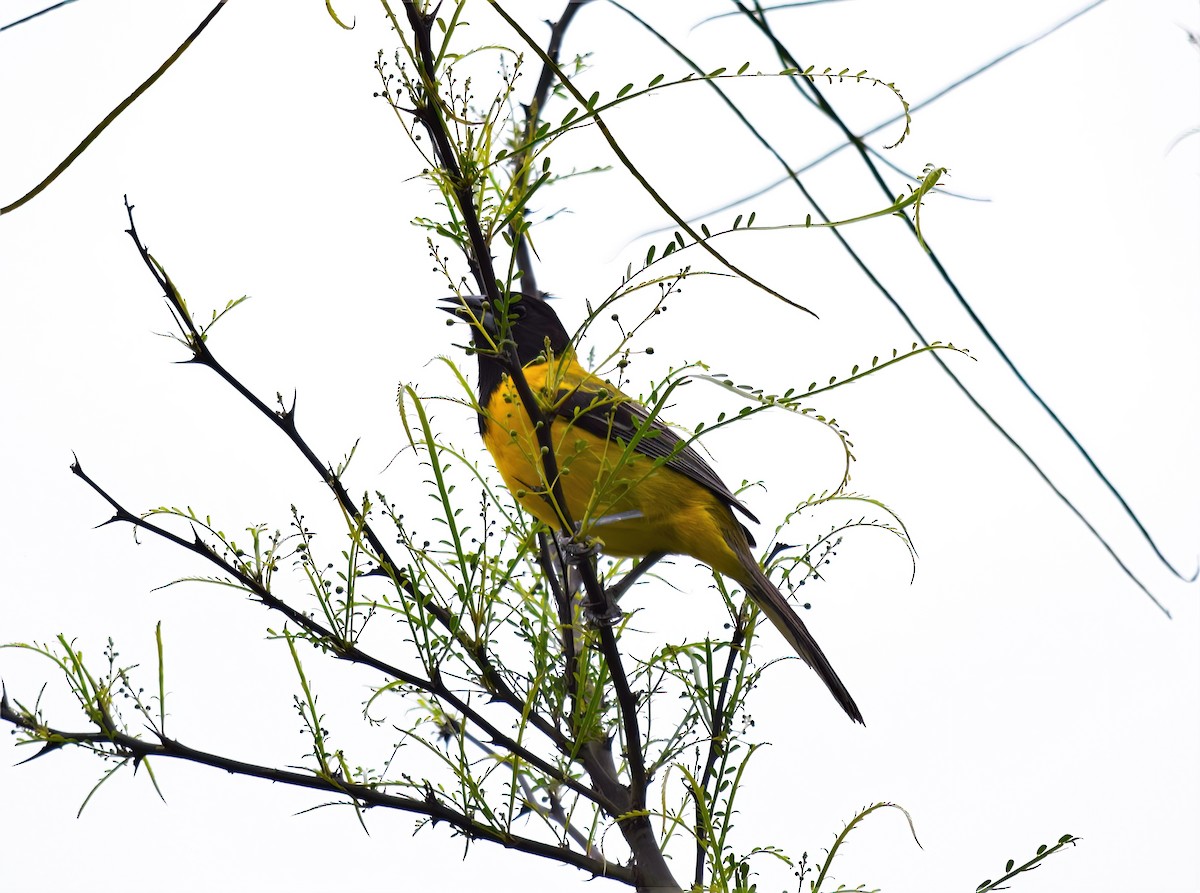 Audubon's Oriole - Pam Vercellone-Smith